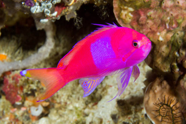 带你了解鱼儿非疾病莫名死亡的原因!_手机搜狐网