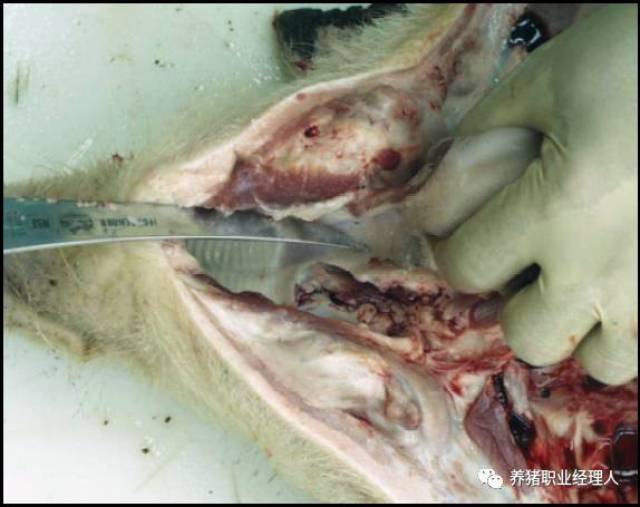 杀猪解剖步骤图片