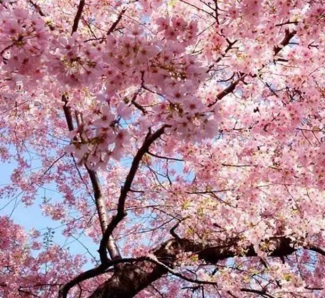 又到开学季,看看这些国内外最美校园,有你的母校吗?