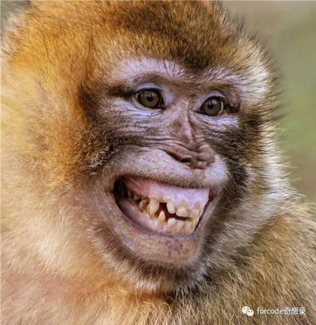 猴的牙齿图片大全图片