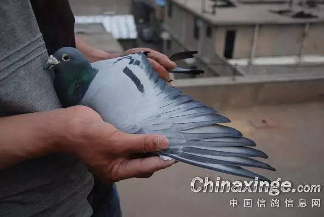 家鸽的正羽图,家鸽图片(第4页)_大山谷图库