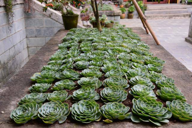 这座山林古寺被供奉成多肉园林,称佛祖不缺香火钱素斋只供有缘人