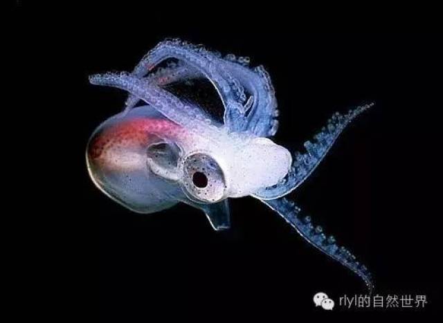 海洋里游动的毯子——毯子章鱼雌性体重大雄性4万倍！_手机搜狐网