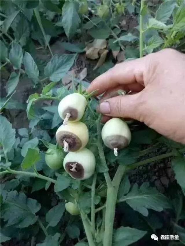 西瓜缺钙引起的脐腐病