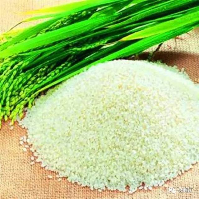 【铜仁优选】太燃了!碧江"白水贡米"开镰了