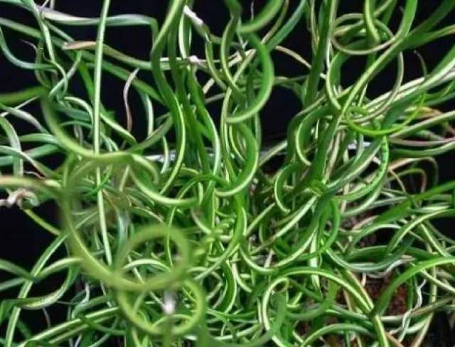 灯心草功效多,非养生用途及大量使用时,需讯医嘱.切勿乱用.