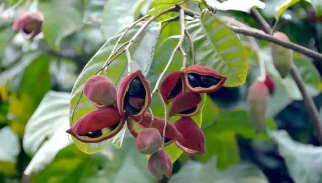 很好地区分 (左:苹婆 右:假苹婆) 其次,真的苹婆果实其实没有那么多的