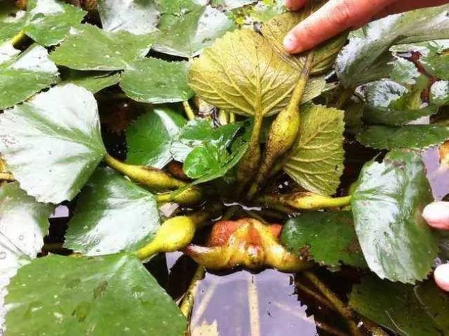 菱角