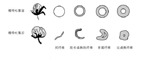 2.棉纤维纵向形态