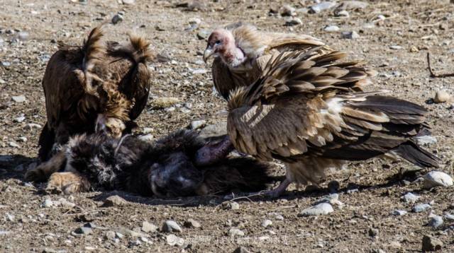 藏民心目中的神鸟"秃鹫",为何脑袋不长毛?