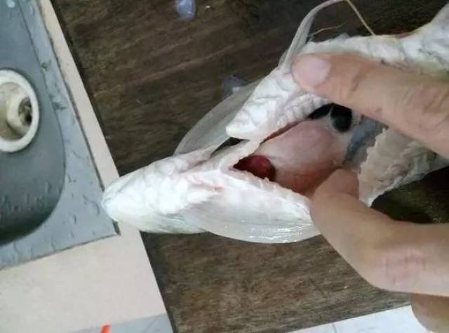 为了让大家知道龙鱼为什么叫舌骨鱼这鱼友竟然选择人鱼合一