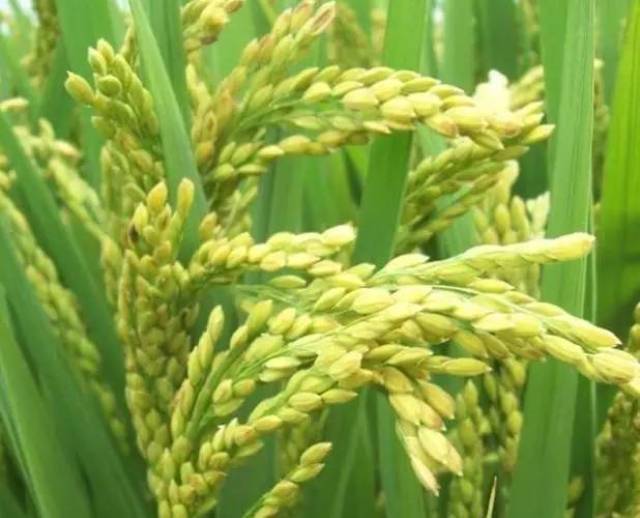 水稻灌浆结实期有哪些特点?需要注意什么?
