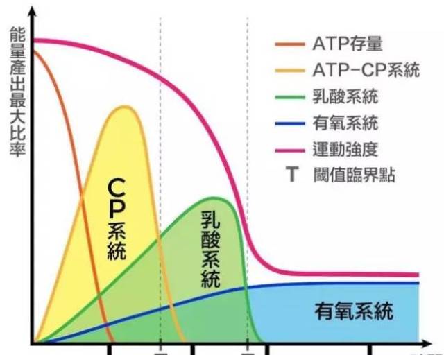 运动知识:人体三大能量系统