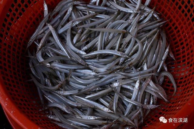 这是鱵,又叫尖嘴鱼,不是银鱼哦! 最值得购买的湖鲜四:太湖黄鱆皮