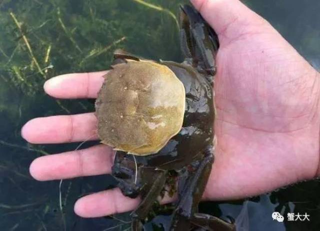 ④软壳蟹被敌害吞食.