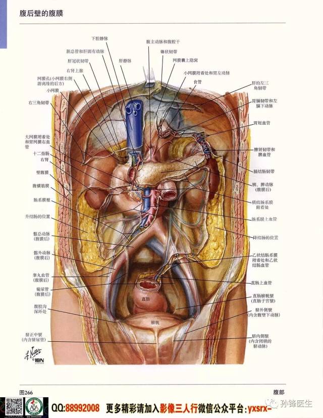 腹部解剖图高清图片