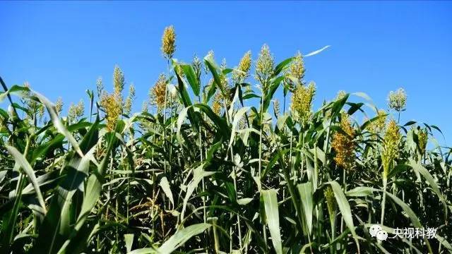 走近科学这种高粱杆竟然甜过哈密瓜