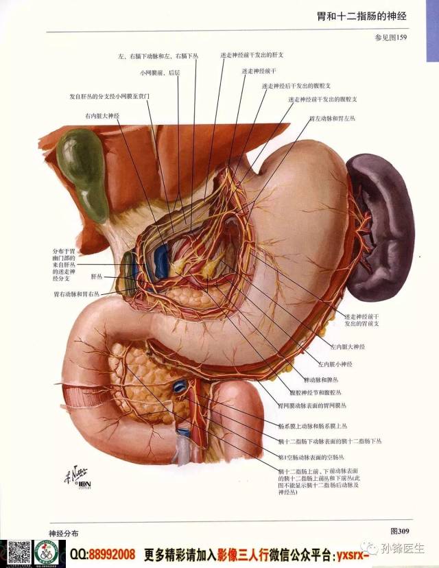 医学干货|超高清的《奈特人体解剖彩色图谱 腹部》(下)