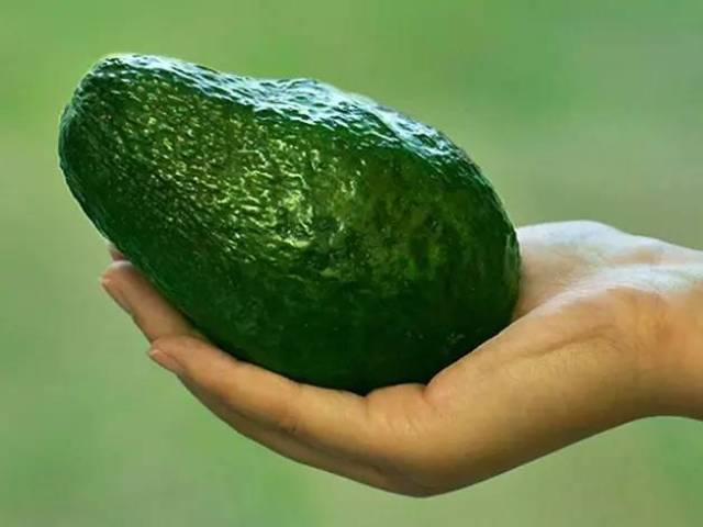 鲜货这只牛油果也有点太大了吧