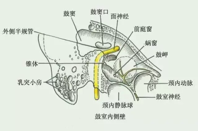 中耳鼓室解剖图图片