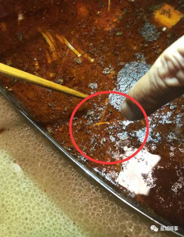 盐城傣妹火锅火锅惊现大白蛆子,一连好几只,看看你们以后谁还敢去吃!