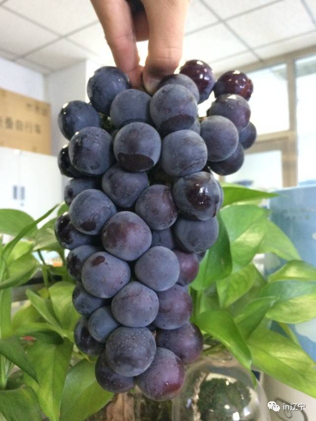 光辉 光辉葡萄,果实黑紫有光泽,果肉较软,有草莓香味,酸甜适中.