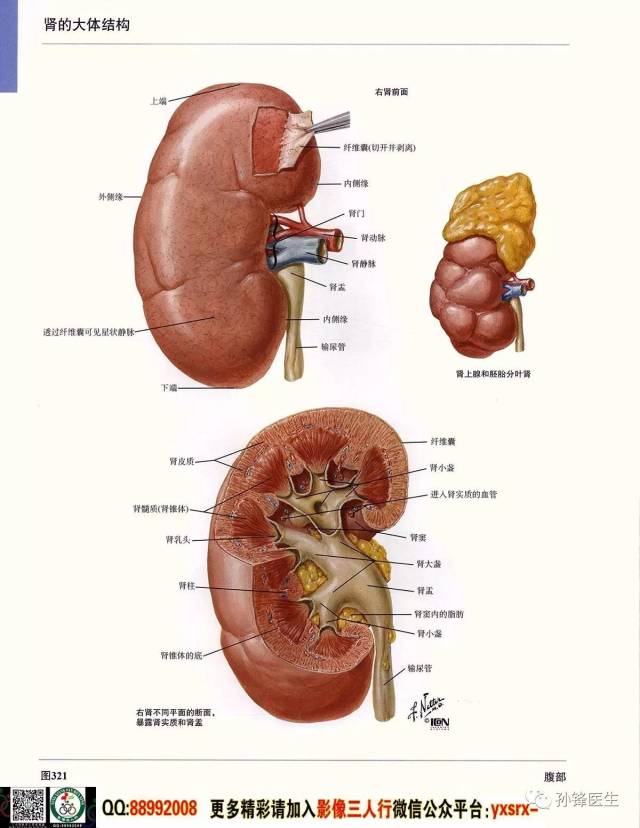 醫學乾貨|超高清的《奈特人體解剖彩色圖譜 腹部》(下)