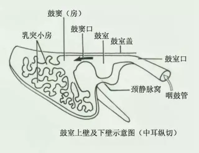 鼓室下壁图片