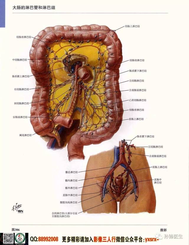 醫學乾貨|超高清的《奈特人體解剖彩色圖譜 腹部》(下)