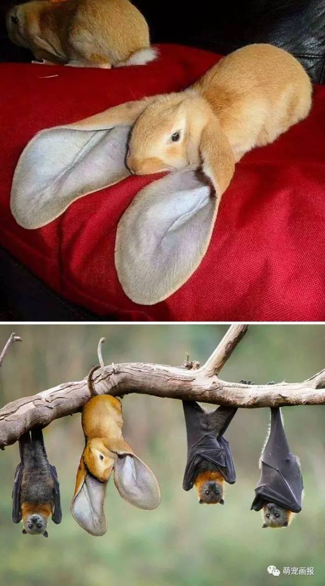 网上那些搞笑的动物照片被ps之后,简直爆笑