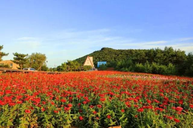 梦境中的那片花海! 原来就在龙井!