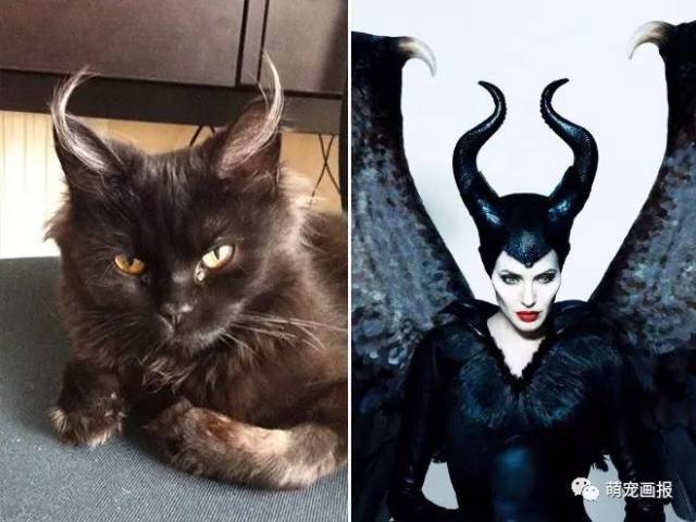 跟猫咪撞脸的名人们,你觉得哪个最神似?