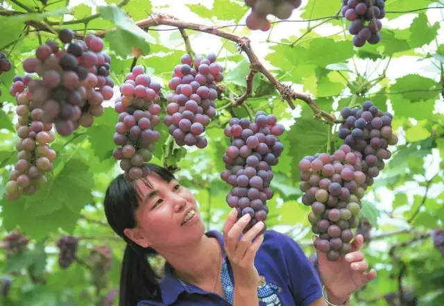 昆明周边秋季采摘水果最全攻略!郊游有地方可去了!