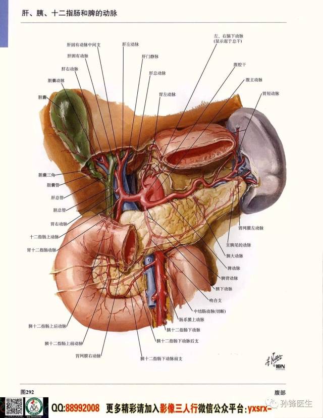 儿童解剖肚子图片