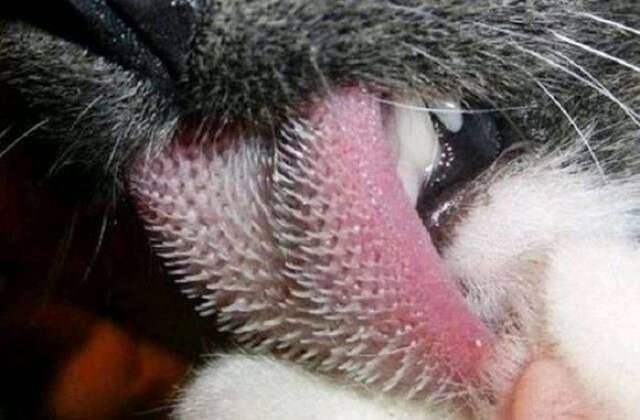 猫科动物舌头上倒刺,一般是用来舔舐被捕猎物骨头上的肉的,用这样的