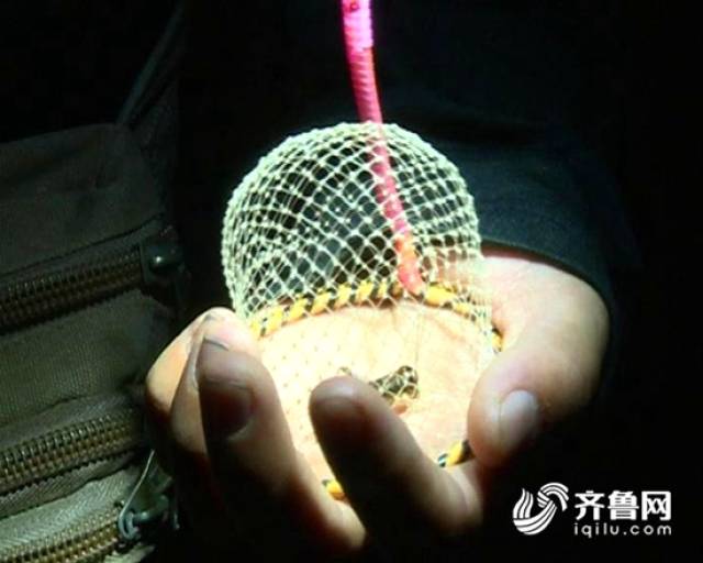 冠县乡村蟋蟀交易市场火爆 千余村民当起蟋蟀