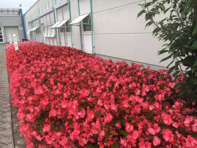 市政用花新优品种——夏季篇