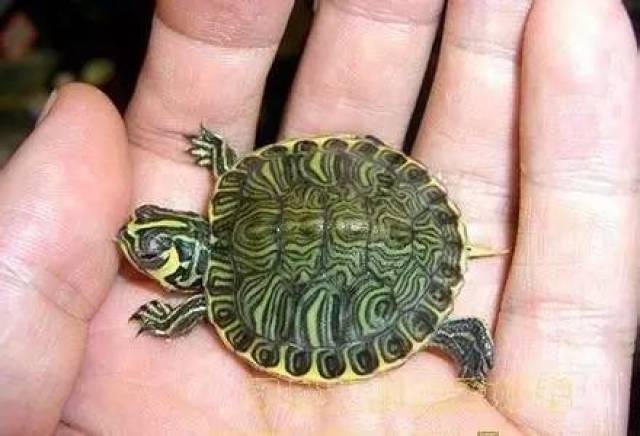 斑彩龟不是巴西龟