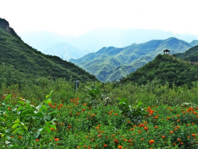 别错过!门头沟花海盛开,等你来