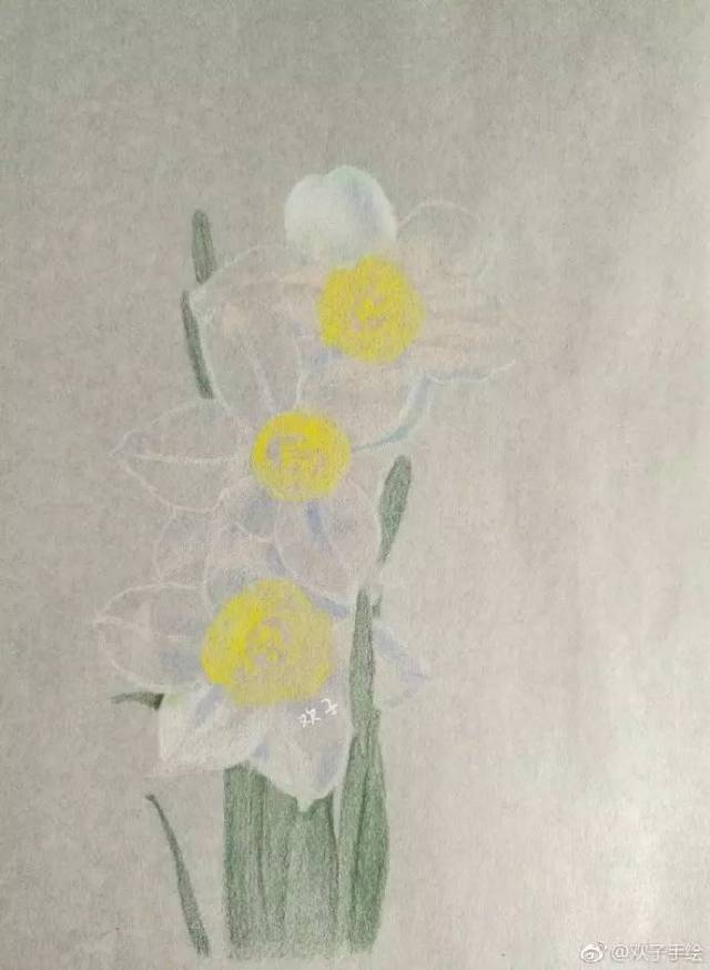 彩铅步骤临摹 | 白纸上画白花之水仙花(欢子手绘)