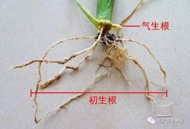 甜玉米根系的生长和吸收的情形