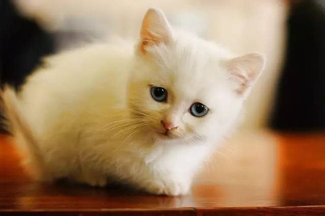 【永清人作品专栏】一只白猫