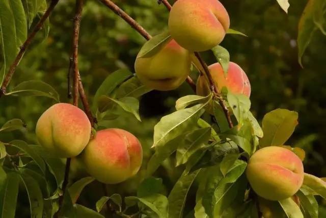 崇明秋季采摘,酸甜可口的黄桃你一定很心动