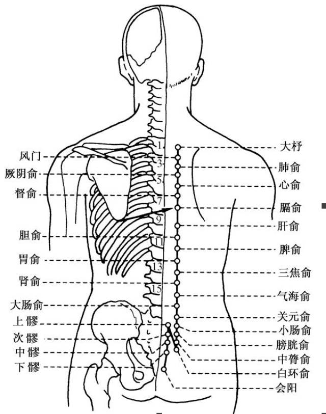 十二俞的准确位置图片图片