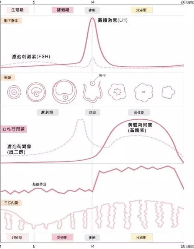 激素水平变化图片