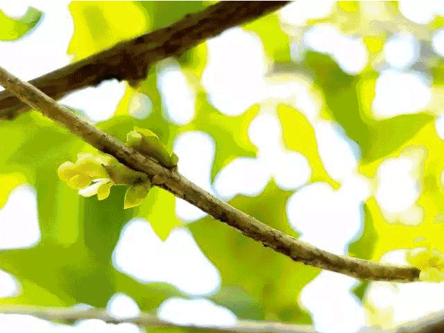 空地上,30多株桂花郁郁葱葱,黄色的小花开在绿叶间