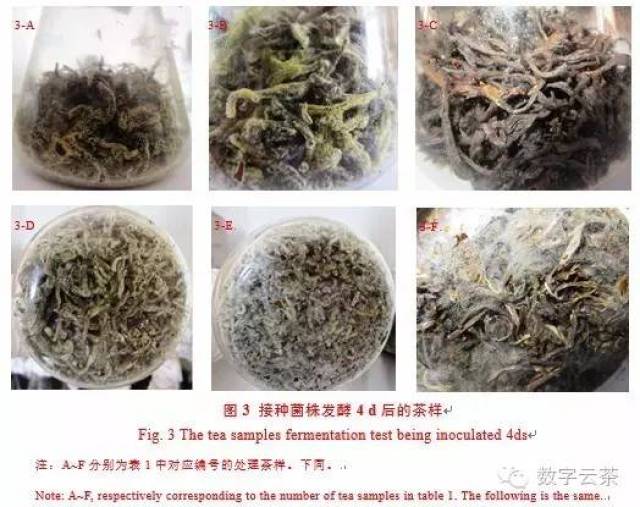 實力打臉,普洱茶發酵過程中外源接種黃麴黴產毒研究