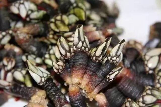 海鸡脚,狗爪螺,鬼脚它还有几个接地气的名字是不是看着好像…鸡爪or狗