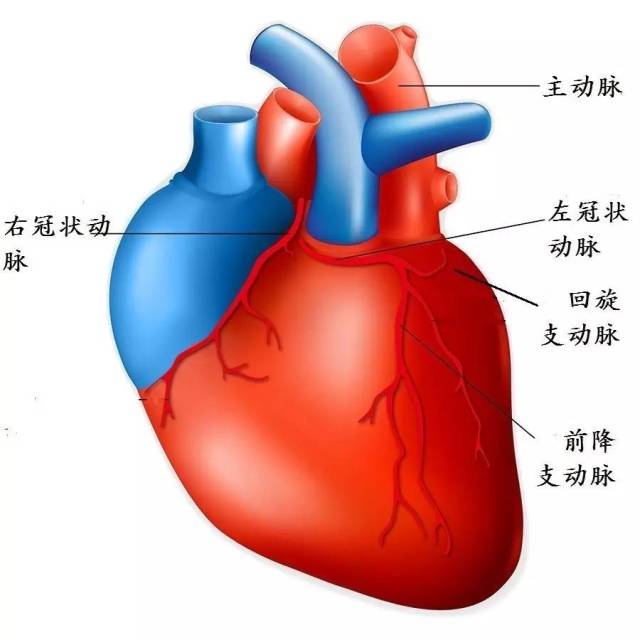 心脏示意图 简单图片