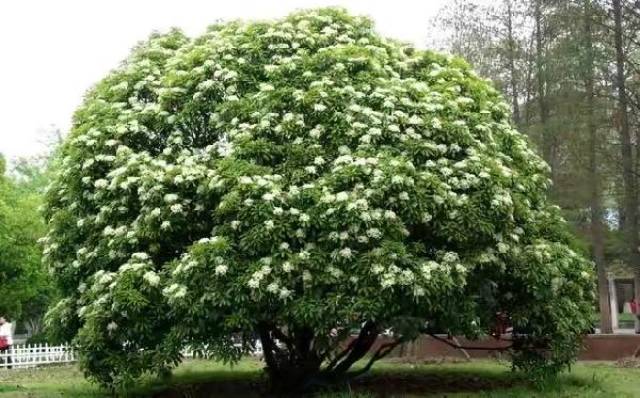 没想到奇淫合欢散的原料居然是它